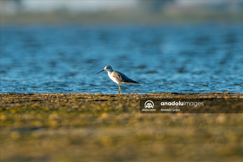 Tuzla Lagoon: A vital stopover for migrating birds in Turkiye's Cukurova Delta