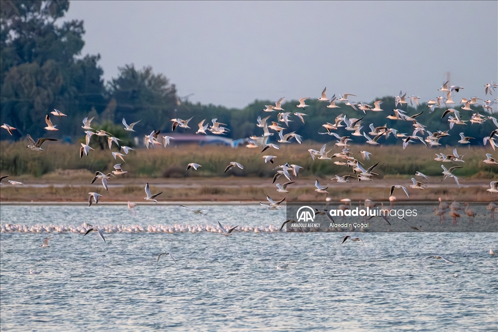 Tuzla Lagoon: A vital stopover for migrating birds in Turkiye's Cukurova Delta