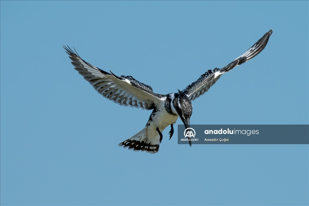 Tuzla Lagoon: A vital stopover for migrating birds in Turkiye's Cukurova Delta