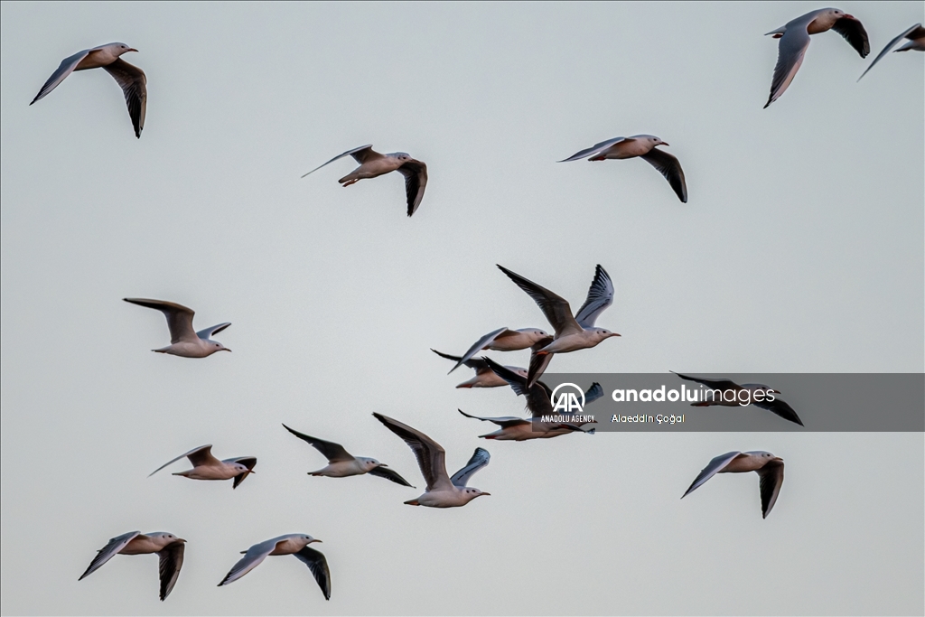 Tuzla Lagoon: A vital stopover for migrating birds in Turkiye's Cukurova Delta