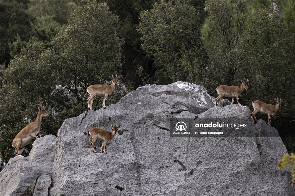 Koruma altındaki yaban keçileri Toros dağlarında görüntülendi