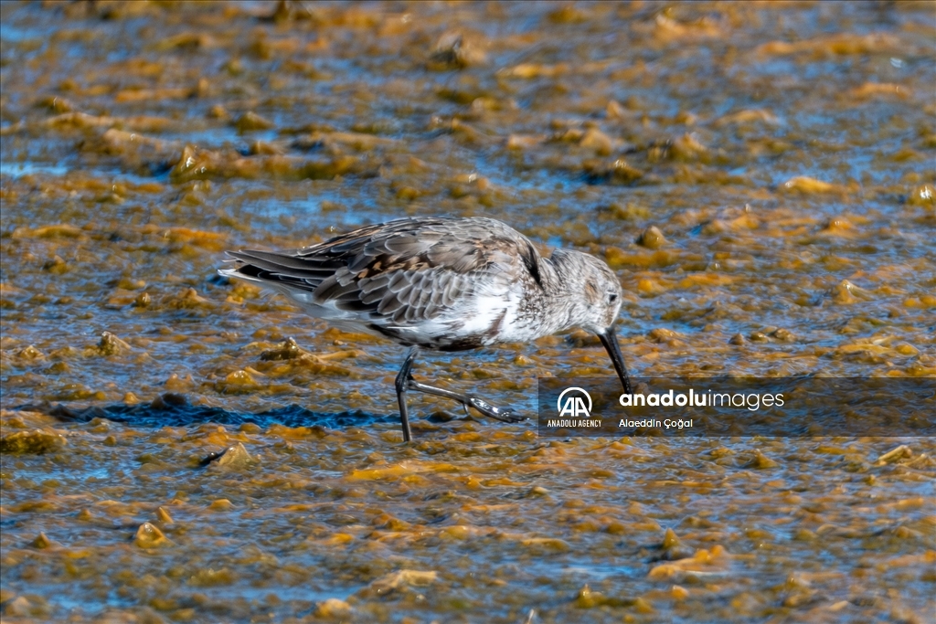 Tuzla Lagoon: A vital stopover for migrating birds in Turkiye's Cukurova Delta