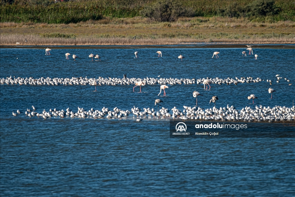 Tuzla Lagoon: A vital stopover for migrating birds in Turkiye's Cukurova Delta