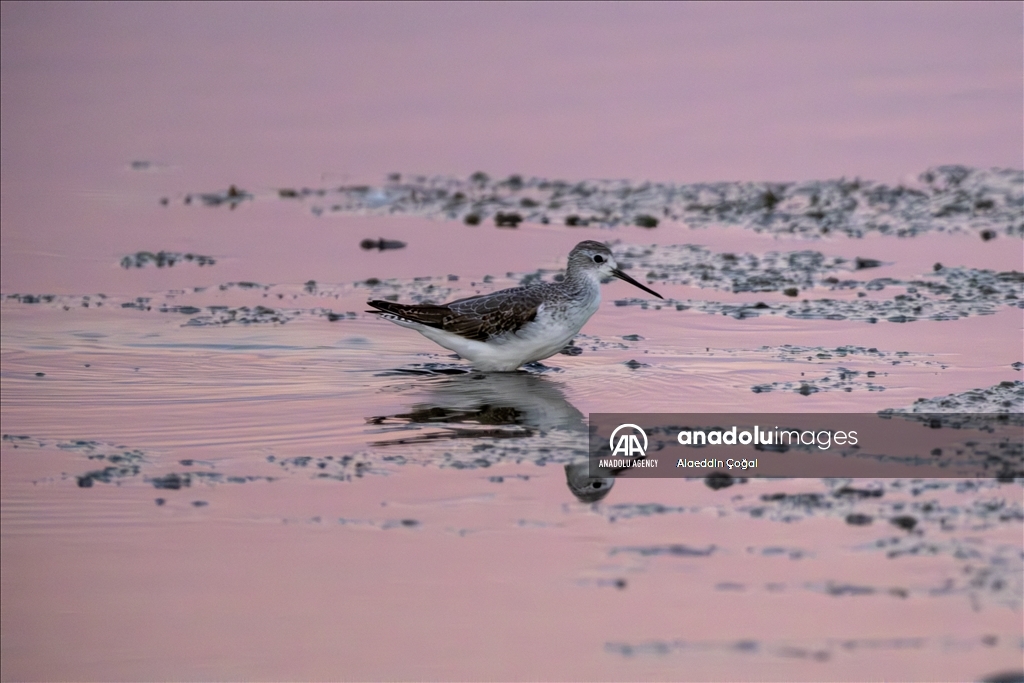 Tuzla Lagoon: A vital stopover for migrating birds in Turkiye's Cukurova Delta