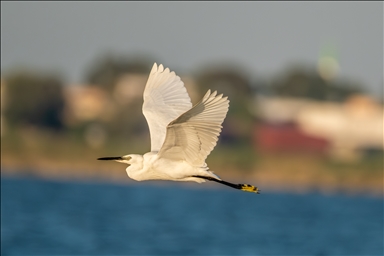 Tuzla Lagoon: A vital stopover for migrating birds in Turkiye's Cukurova Delta