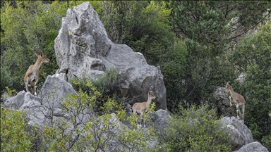 Koruma altındaki yaban keçileri Toros dağlarında görüntülendi