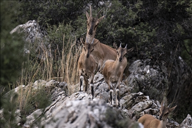 Protected wild goats in Antalya