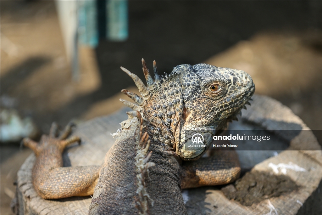 Bursa'da koruma altındaki yeşil iguana ailesi 5 yılda 127 bireye ulaştı