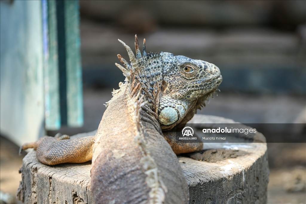 Bursa'da koruma altındaki yeşil iguana ailesi 5 yılda 127 bireye ulaştı