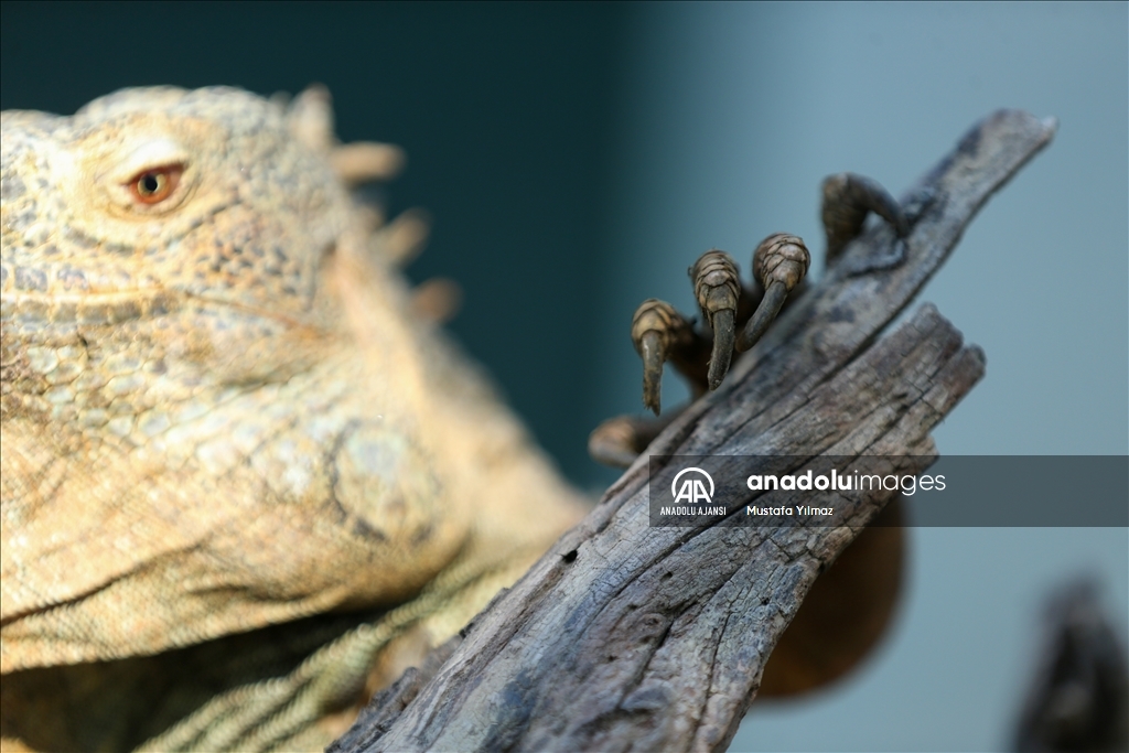 Bursa'da koruma altındaki yeşil iguana ailesi 5 yılda 127 bireye ulaştı