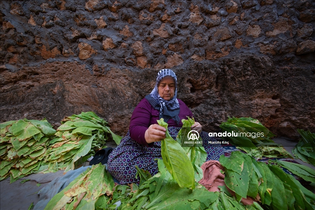 Tobacco harvest in Gurs Valley of Turkiye's Mardin