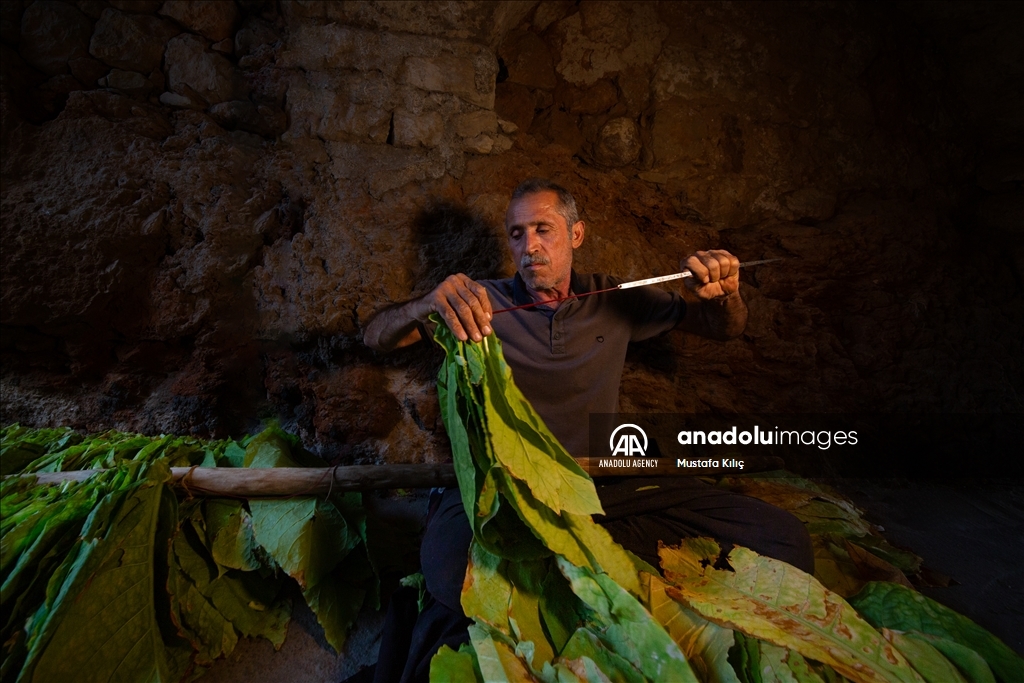 В долине Гурс начался сезон сбора табака