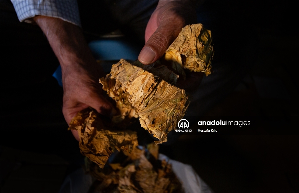 В долине Гурс начался сезон сбора табака