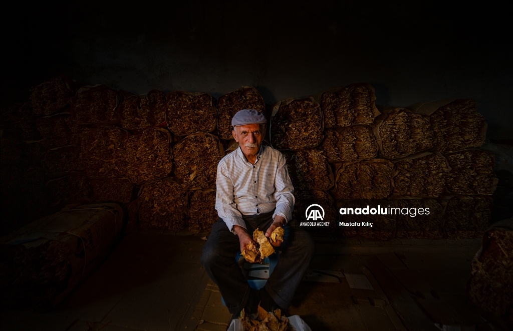 В долине Гурс начался сезон сбора табака