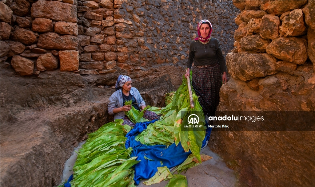 Tobacco harvest in Gurs Valley of Turkiye's Mardin