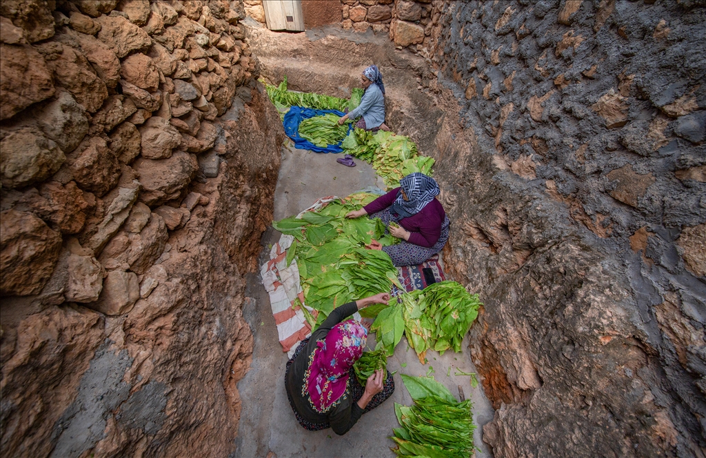 Mardin’in Gurs Vadisi’nde tütün hasadı