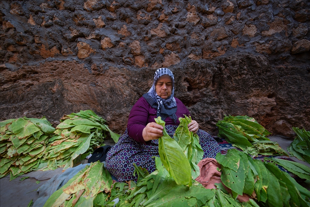 Mardin’in Gurs Vadisi’nde tütün hasadı