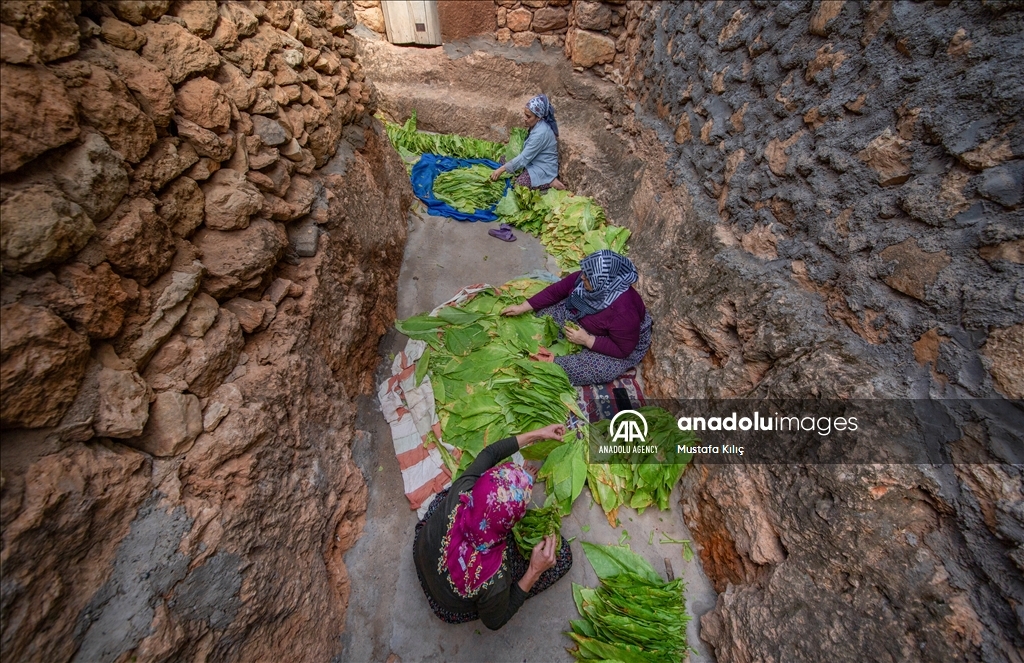 Tobacco harvest in Gurs Valley of Turkiye's Mardin