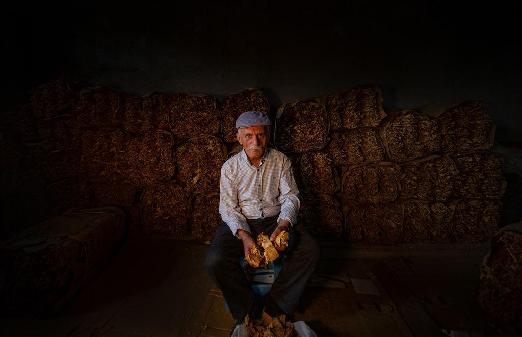 Mardin’in Gurs Vadisi’nde tütün hasadı