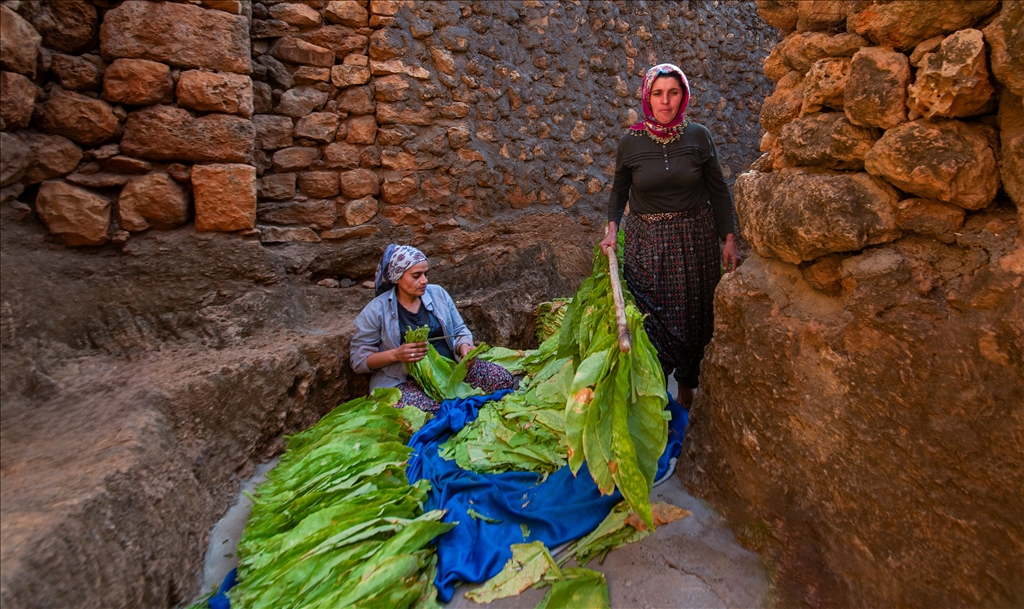 Mardin’in Gurs Vadisi’nde tütün hasadı