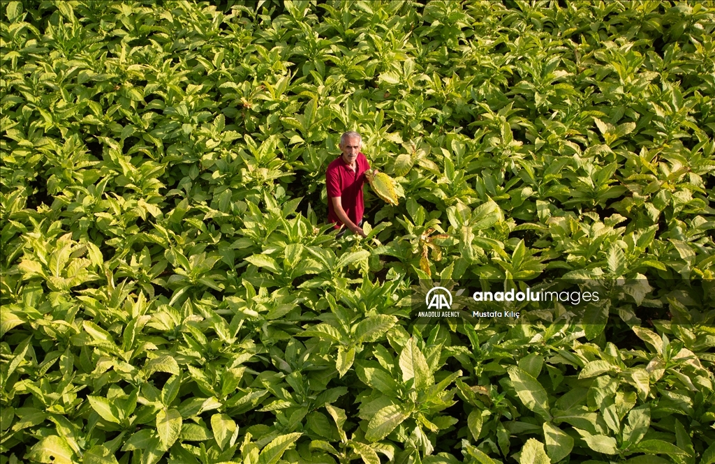 В долине Гурс начался сезон сбора табака