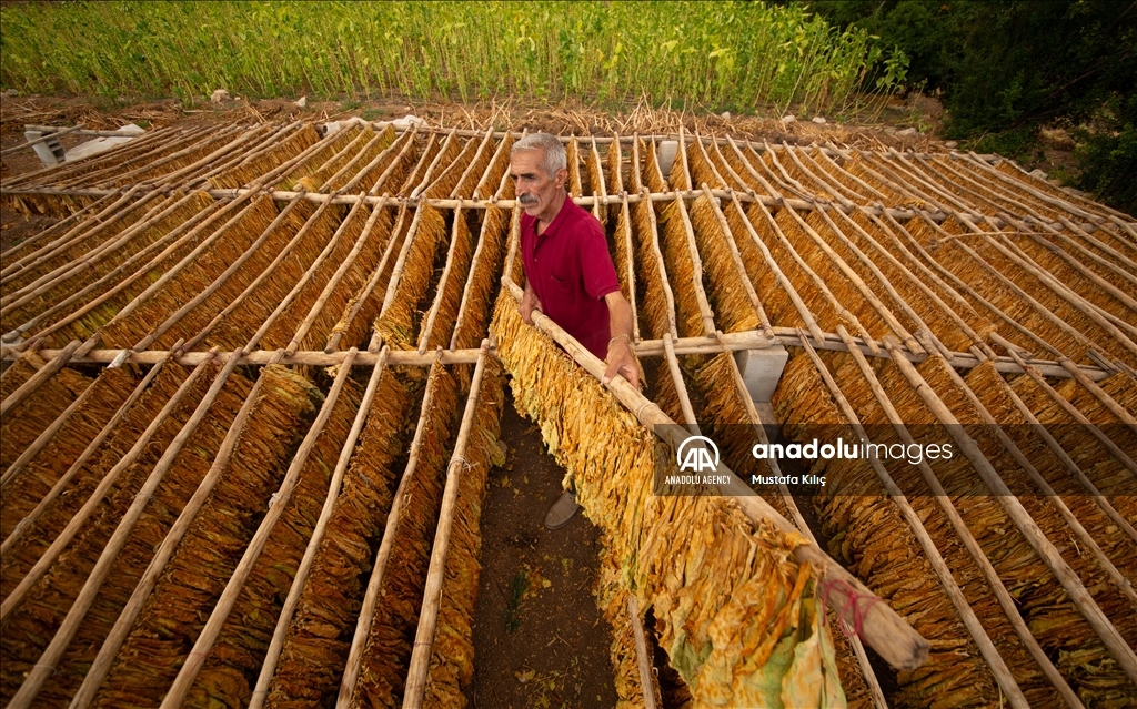 Tobacco harvest in Gurs Valley of Turkiye's Mardin