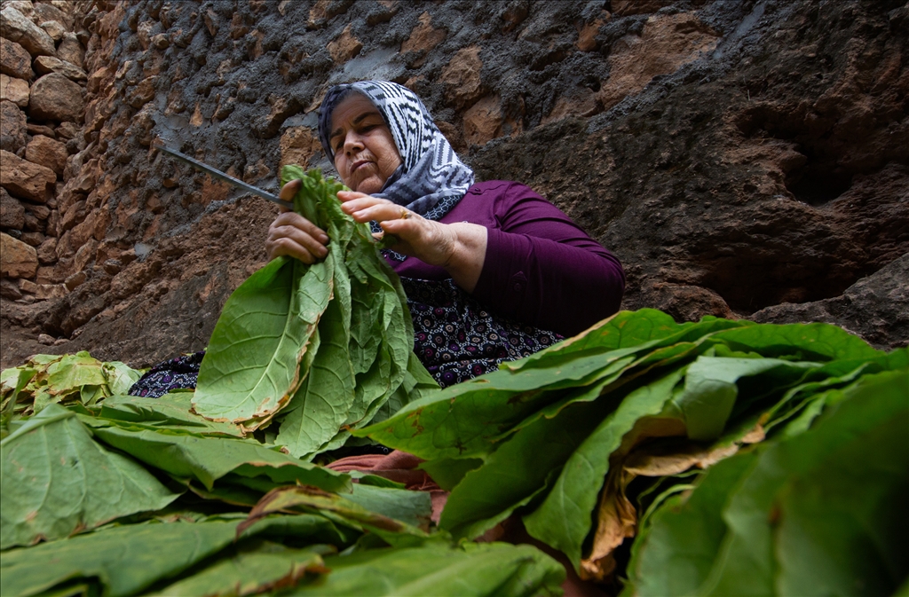 Mardin’in Gurs Vadisi’nde tütün hasadı