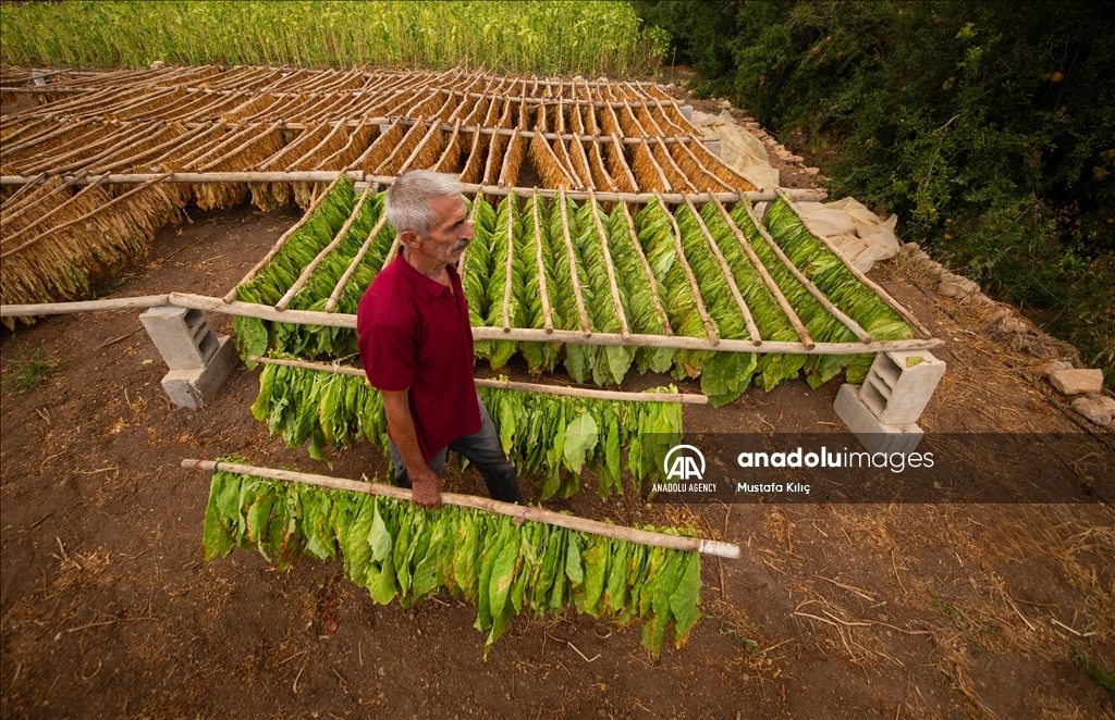 В долине Гурс начался сезон сбора табака