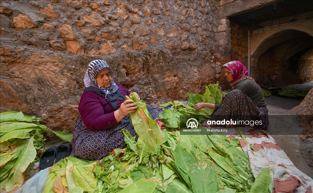 Tobacco harvest in Gurs Valley of Turkiye's Mardin