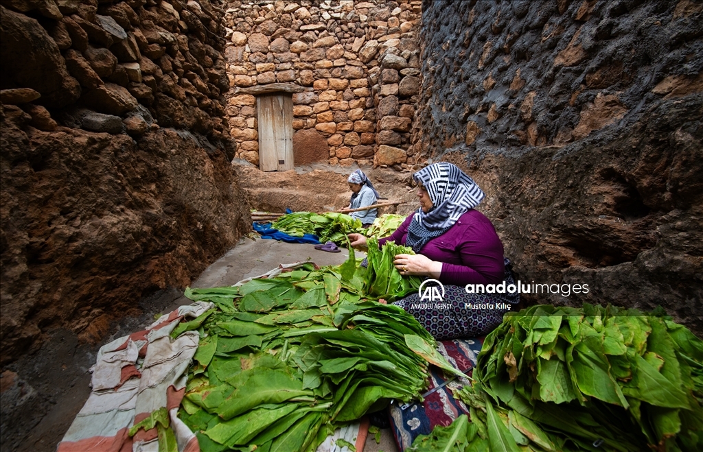 В долине Гурс начался сезон сбора табака