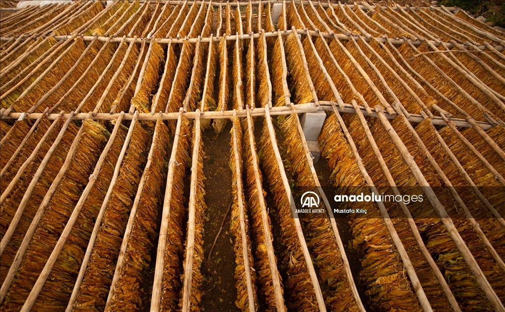 Tobacco harvest in Gurs Valley of Turkiye's Mardin