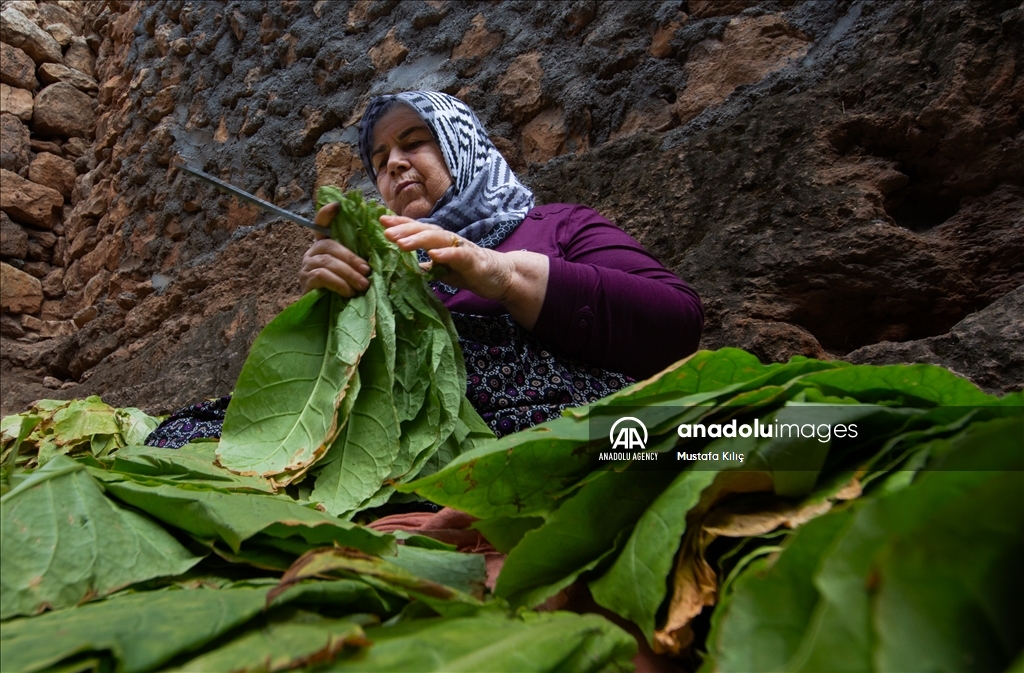 В долине Гурс начался сезон сбора табака