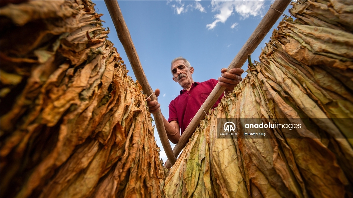 Tobacco harvest in Gurs Valley of Turkiye's Mardin