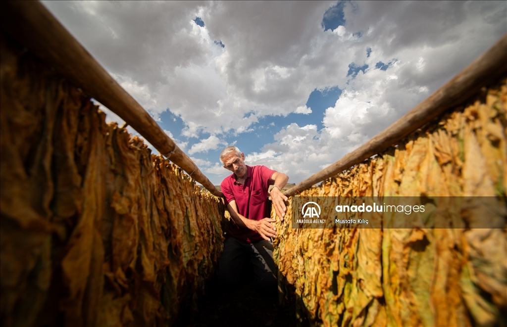 В долине Гурс начался сезон сбора табака