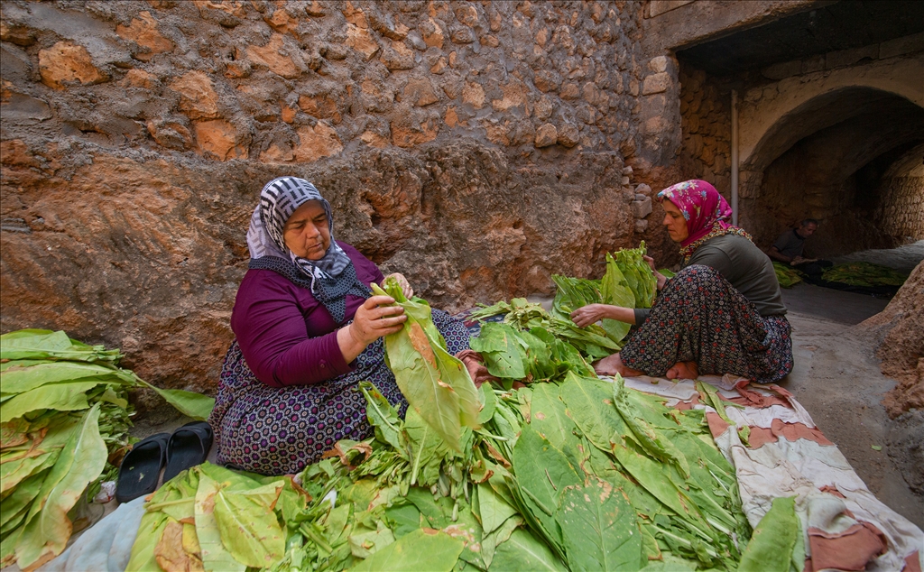 Mardin’in Gurs Vadisi’nde tütün hasadı