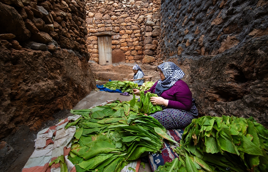 Mardin’in Gurs Vadisi’nde tütün hasadı