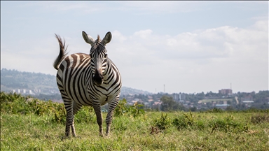 Kenya'daki Nakuru Milli Parkı