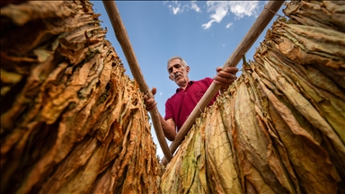 Tobacco harvest in Gurs Valley of Turkiye's Mardin