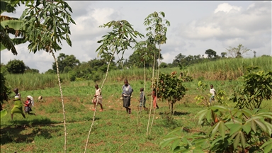 Afrika'nın 'doğal kahve' merkezi Uganda