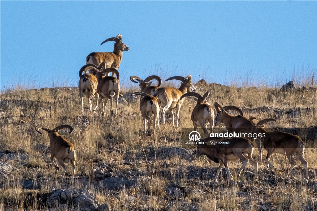 Koruma altındaki Anadolu yaban koyunları 