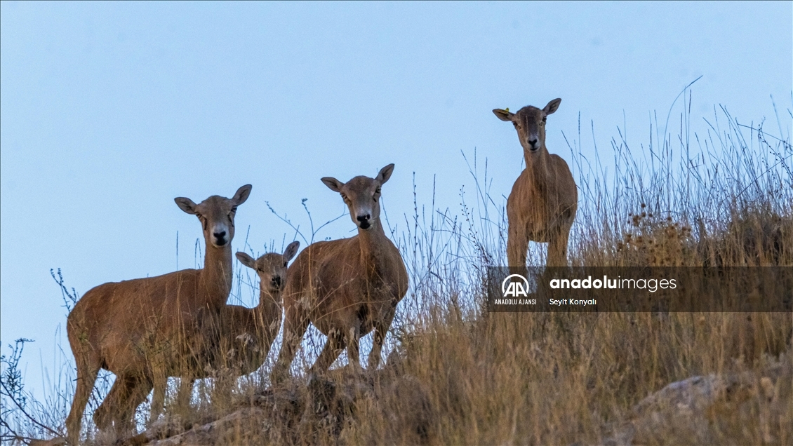 Koruma altındaki Anadolu yaban koyunları 