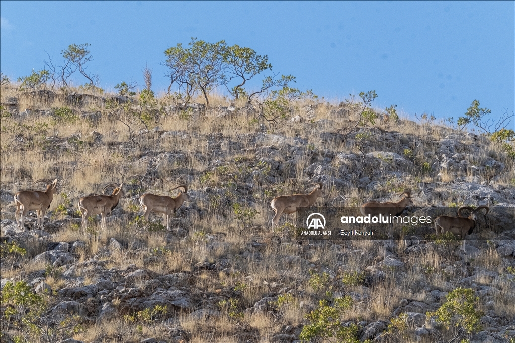 Koruma altındaki Anadolu yaban koyunları 
