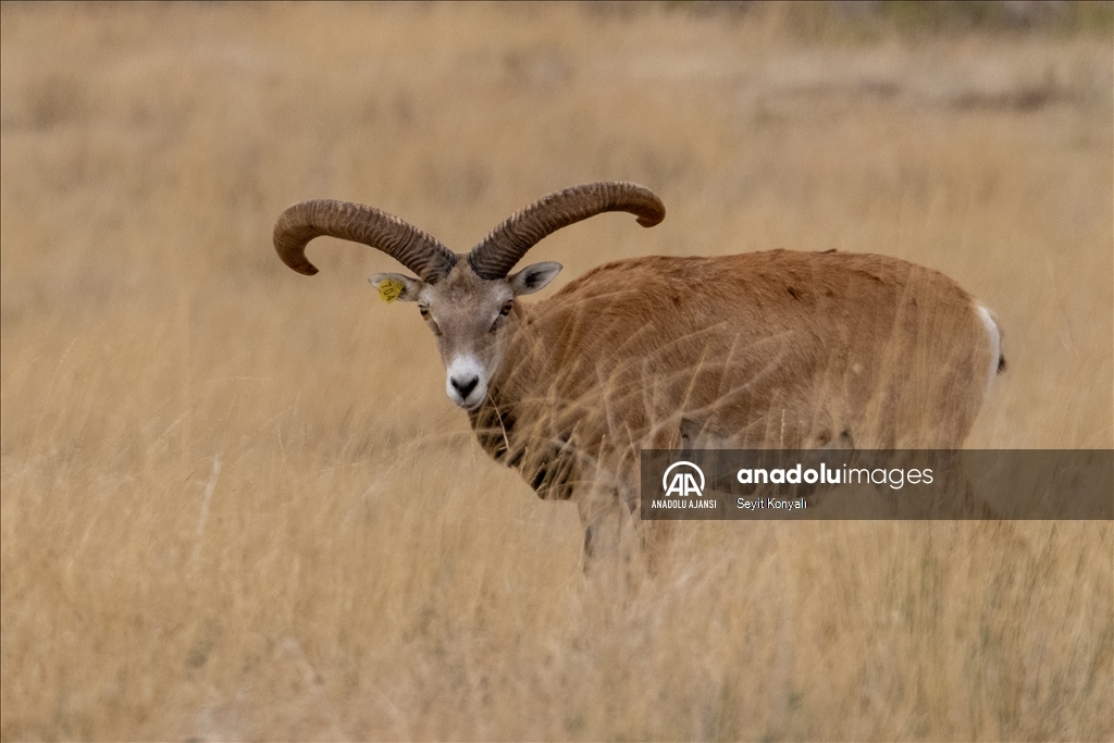 Koruma altındaki Anadolu yaban koyunları 