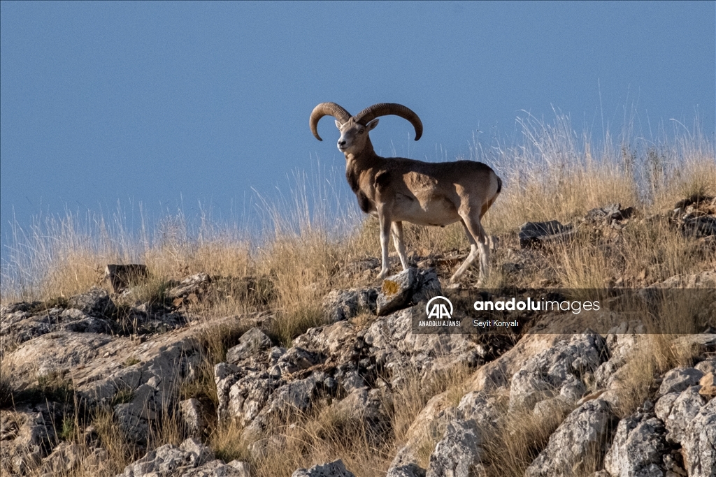 Koruma altındaki Anadolu yaban koyunları 
