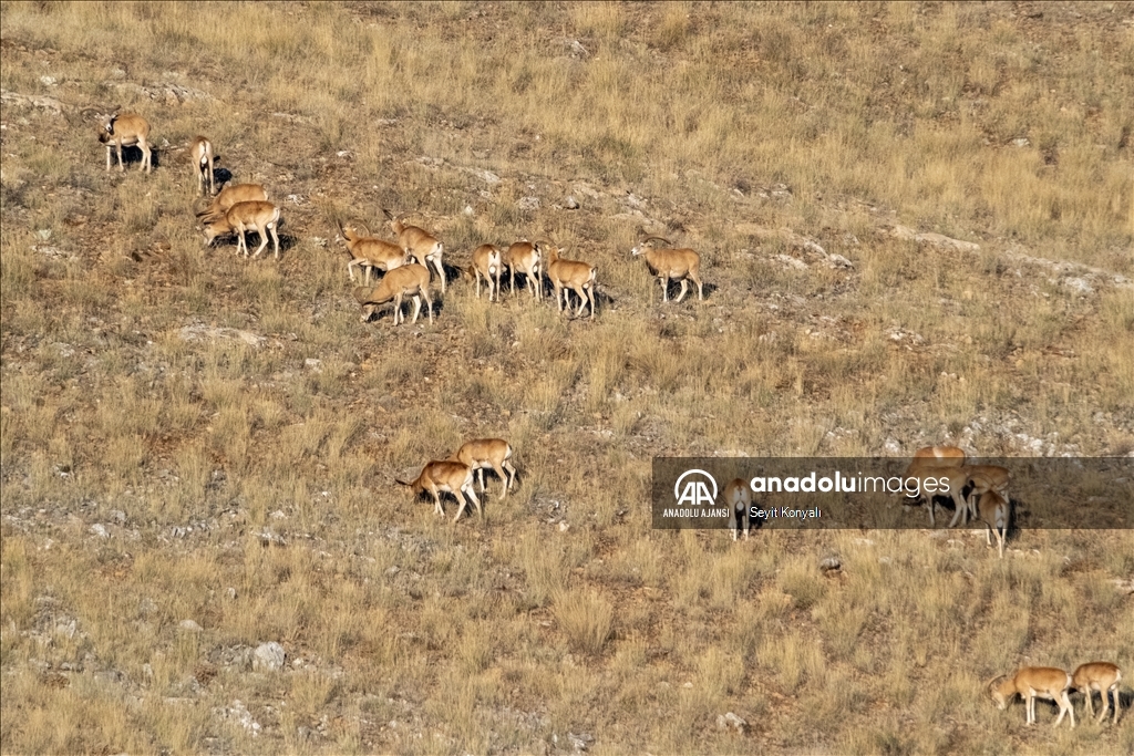 Koruma altındaki Anadolu yaban koyunları 