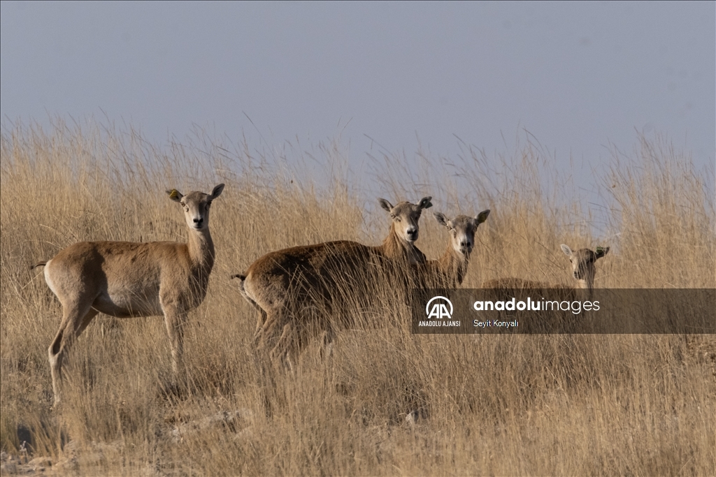 Koruma altındaki Anadolu yaban koyunları 