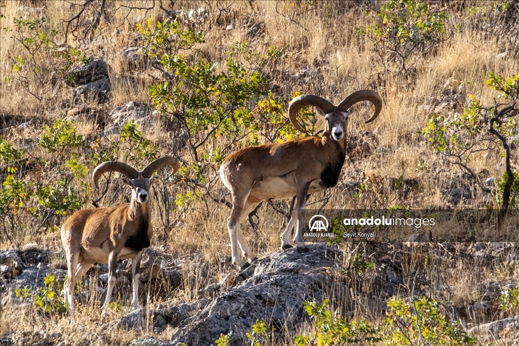 Koruma altındaki Anadolu yaban koyunları 