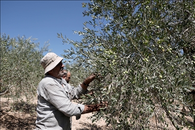 İşgal altındaki Batı Şeria'da zeytin hasadı başladı