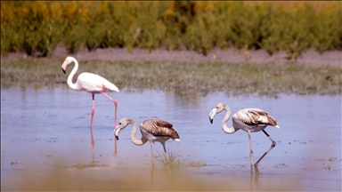 Konya'da flamingo yavruları göç yolculuğuna hazırlanıyor