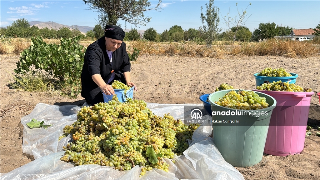 بجهود نسائية.. رحلة دبس العنب للموائد تبدأ بقيصري التركية 